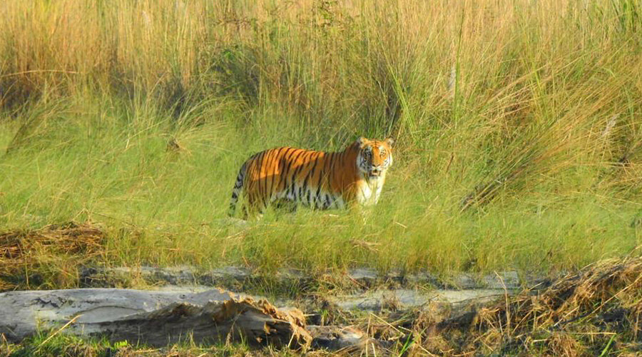 Bengal tiger in bardia national park