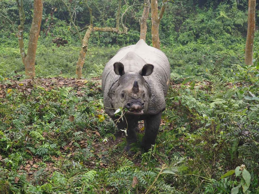 Rhino in Chitwan National Park