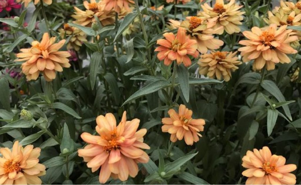 Biodiversity in Nepal Himalayan Circuit