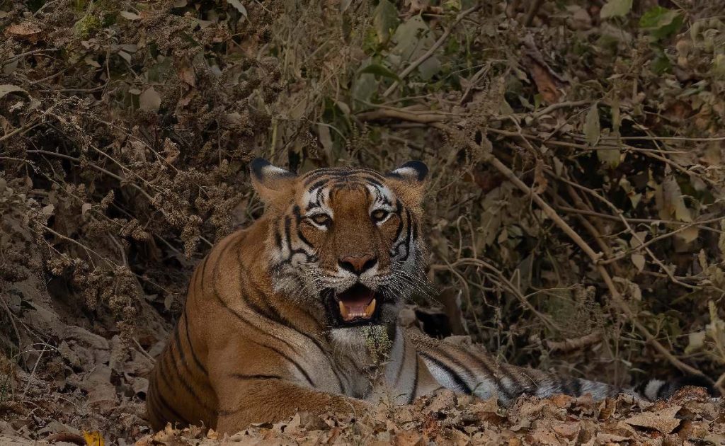 Tiger in Bardia National Park