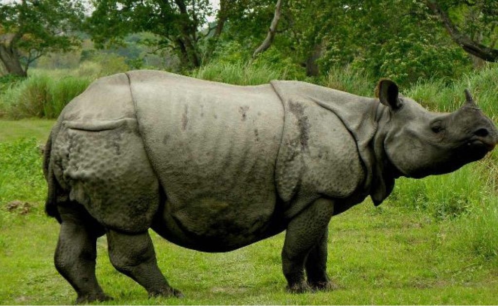 Rhino in Chitwan National Park