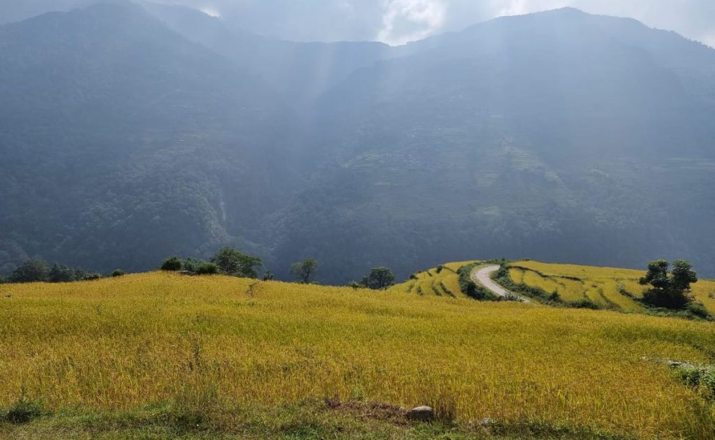 Rice terraces in Ghandruk village