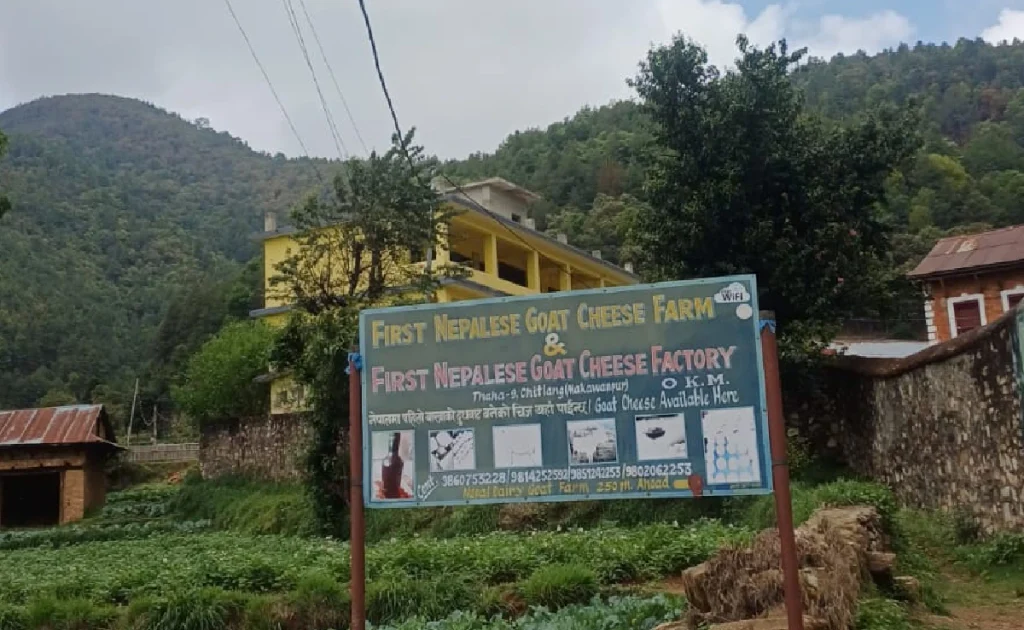 Goat cheese factory i Chitlang