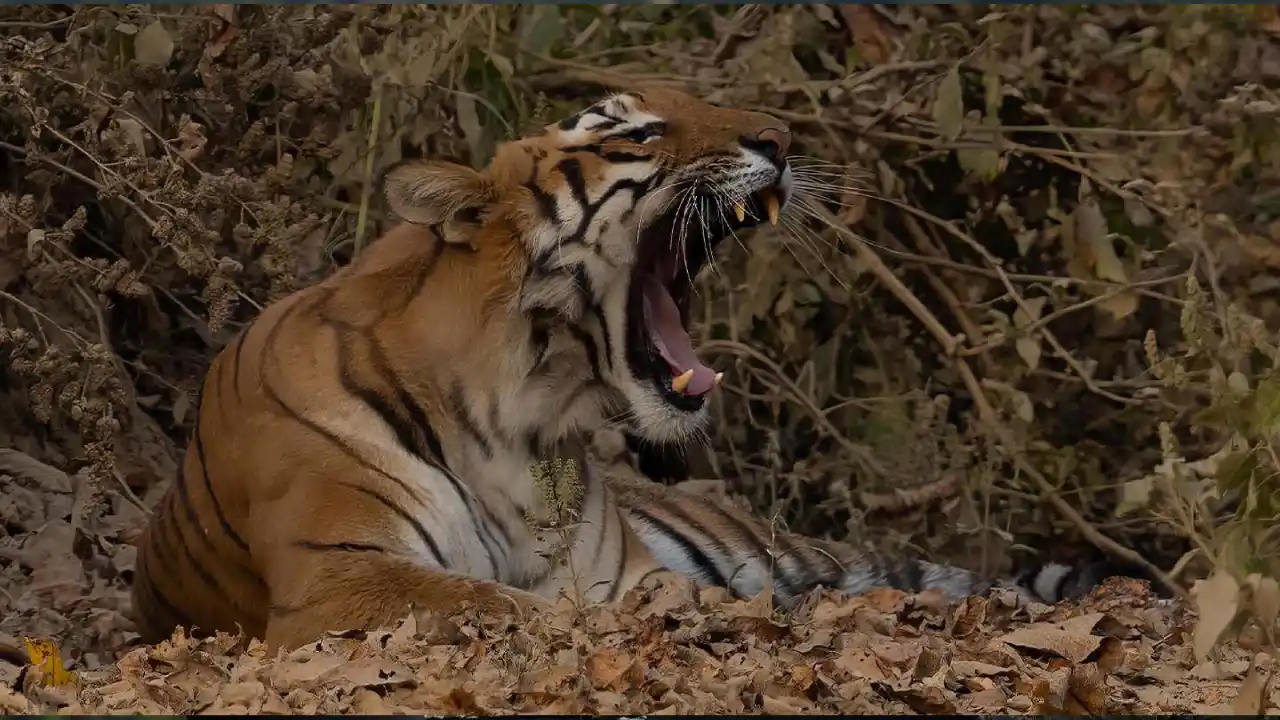 Jungles and Wildlife