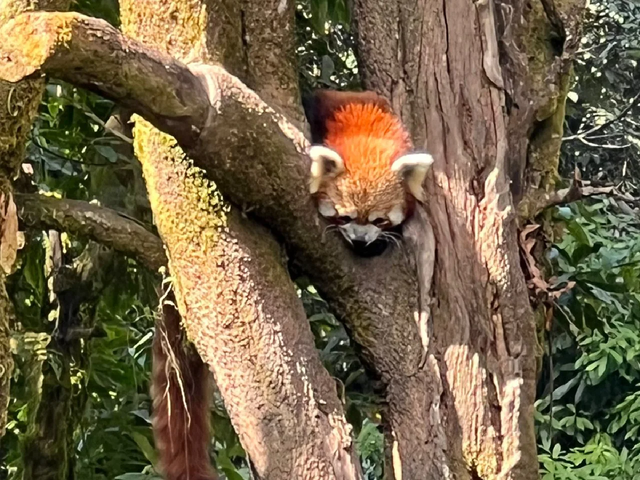 Red Panda Encounter and Homestay Experience in Ilam
