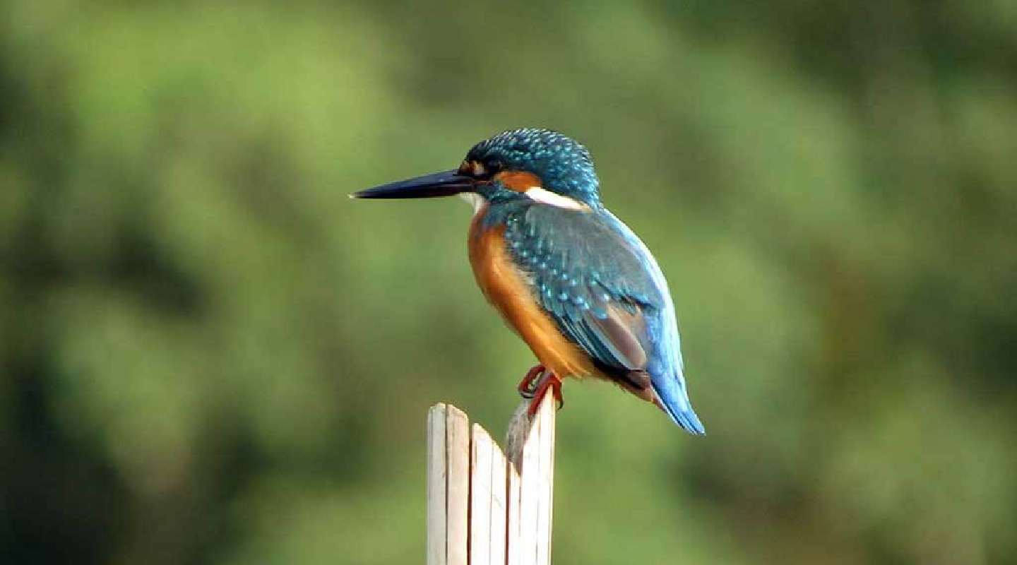 Bird Watching Tour Nepal