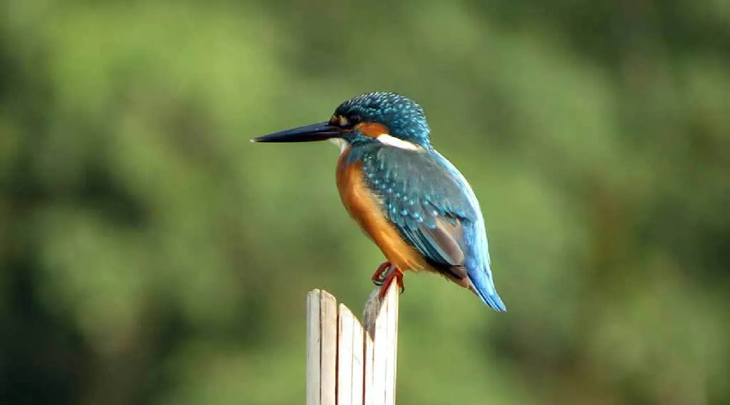 Bird Watching Tour Nepal