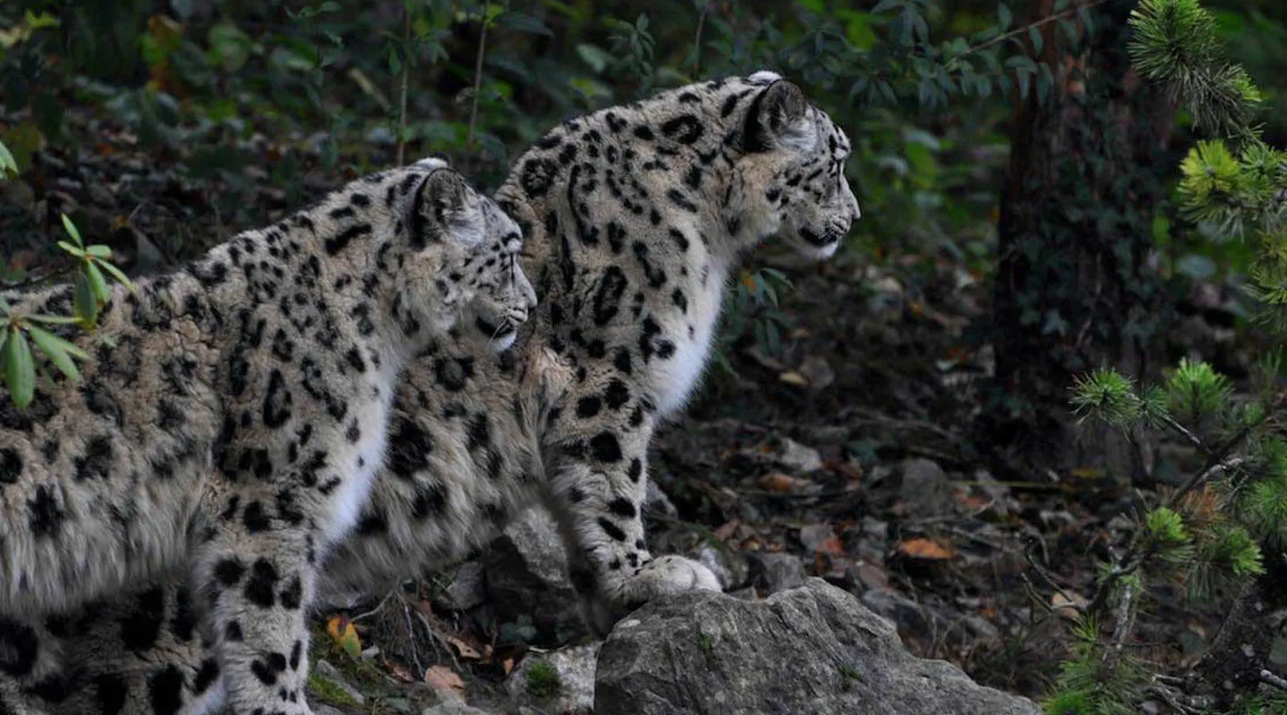 Snow Leopard Tour in Nepal