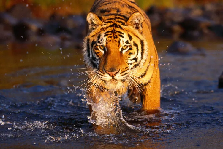 Bardia Wildlife Safari Tour